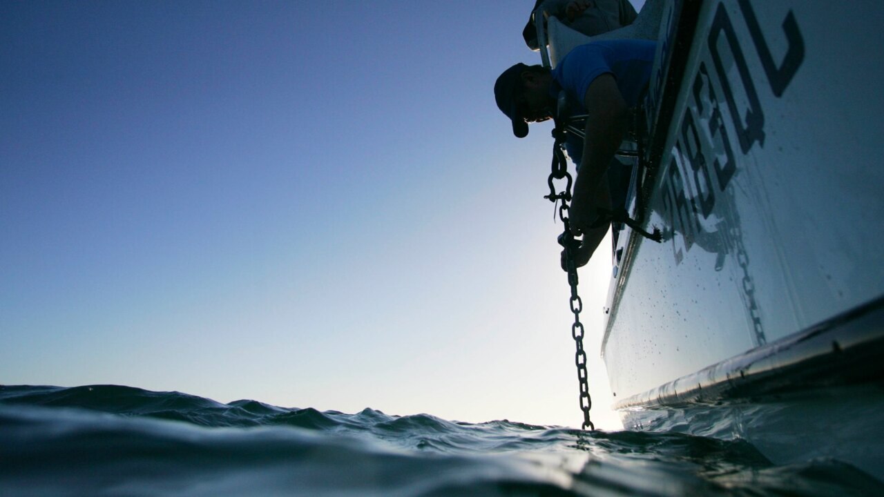 Shark expert calls for SMART drumlines to be installed across NSW's coastline