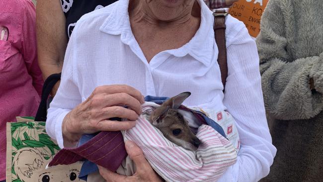 Ms Swift nursing one of her wallaby joeys who joined in the protest yesterday. Picture: Kristen Camp