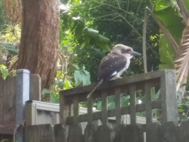 The kookaburra revived by Majid Shahen at his home East Ryde.