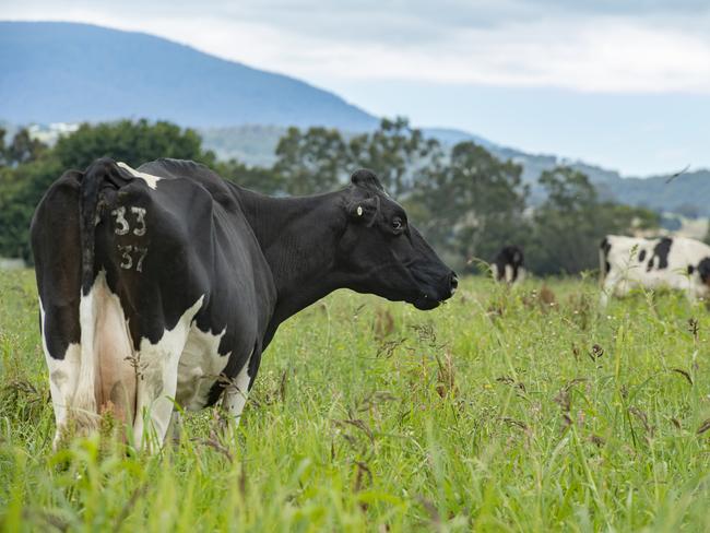 A late summer step-up by ADFC is the latest in a series of farmgate gains. PICTURE: ZOE PHILLIPS