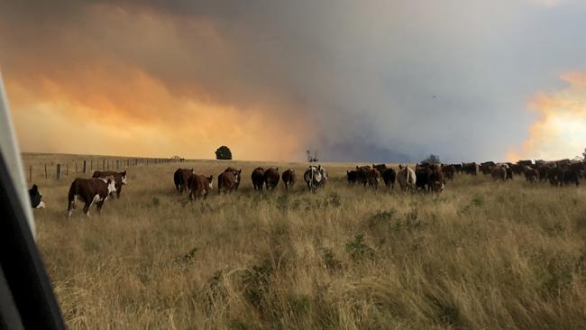 Meg Overy and Mick O’Callaghan’s cattle as the bushfire approaches.