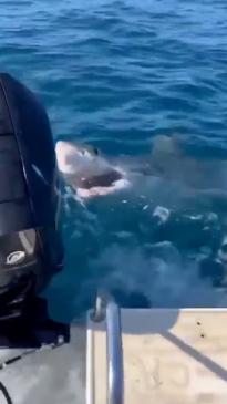 Insane moment a shark takes chunk out of woman's tuna