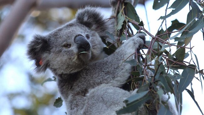 Jayden Rivera says he will prioritise the protection of koalas and greater wildlife and environment conservation as councillor. Picture: Supplied