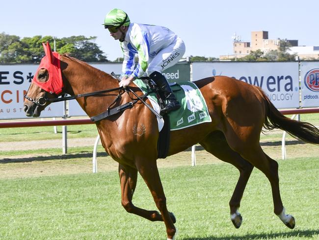 Taking The Mikki can kick off her campaign on a wiining note at Wyong on Thursday. Picture: Bradley Photos