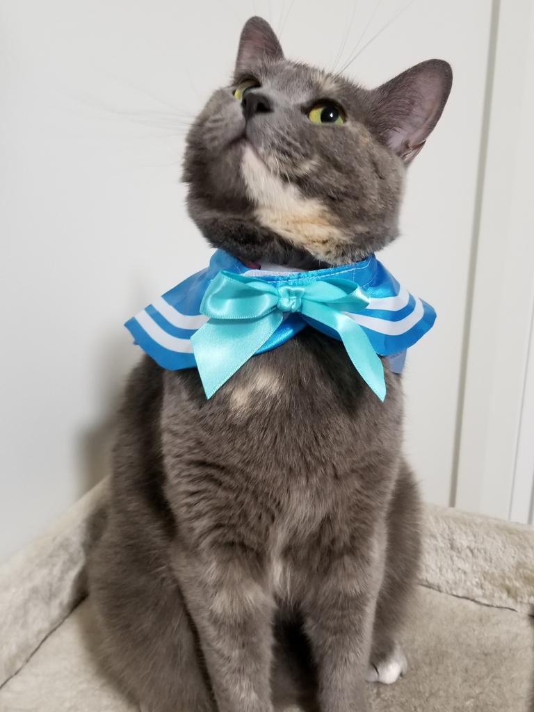 90. My cat Pepper is extremely vain and fashion conscious. She struts around like a model on the catwalk every time she has a new outfit! Jerry Yam