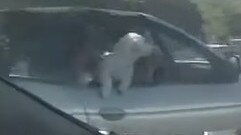 A screenshot from the video provided by Queensland Police showing a woman driving down the M1 with two dogs on her lap.