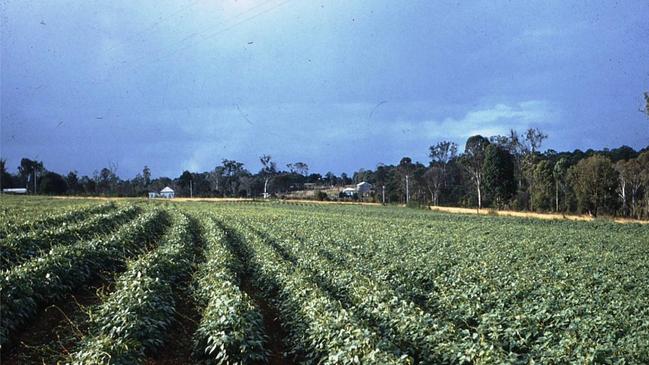 2 - Peanut Farms