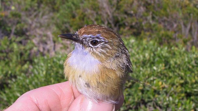 The Eyre Peninsula Southern Emu-wren is endangered in South Australia. This male was briefly captured for research purposes and then released. Picture: Marcus Pickett