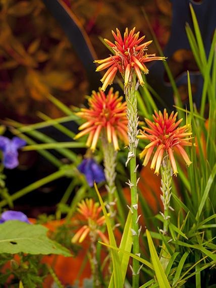 Sophie Thomson’s Plant of the week – Aloe