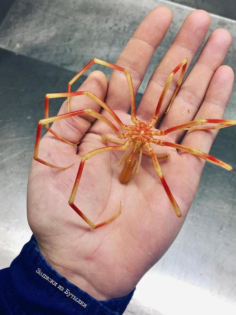 This sea-spider closely resembles the infamous "Facehugger" from the Alien franchise. Picture: Instagram