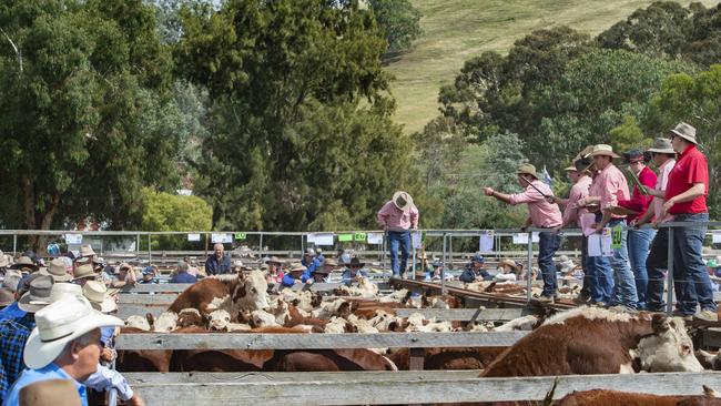 The buying percentage of feedlots has gone from 36 per cent of EYCI cattle 10 years ago to a dominating 47 per cent now. Picture: Zoe Phillips