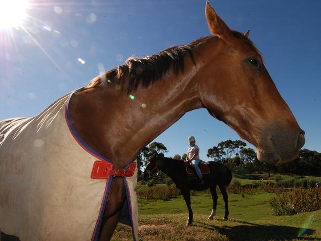 Messenger  Weekly Times  15/11/07 101324Lockleys Riding Club which is worried it may lose access to the Torrens' riverbank . Picture: chris Walls