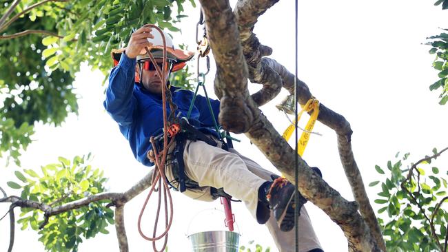 Arborist Sam Hardingham competes in the Queensland Aboricultural Association Freestyle Tree Climbing Competition, held at Cannon Park, Woree. Picture: Brendan Radke