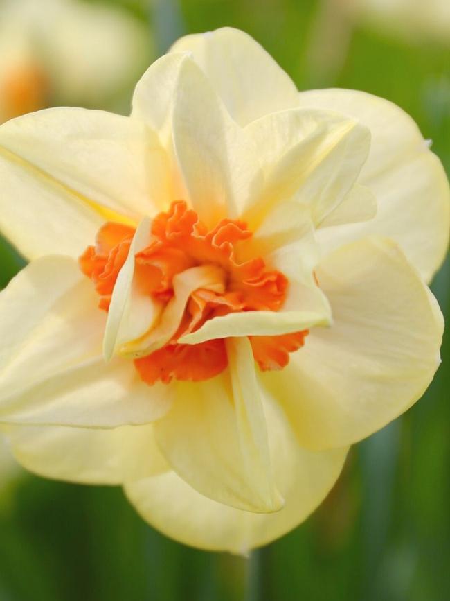 ‘Double Fashion’ has layers of creamy yellow petals. Source: Supplied