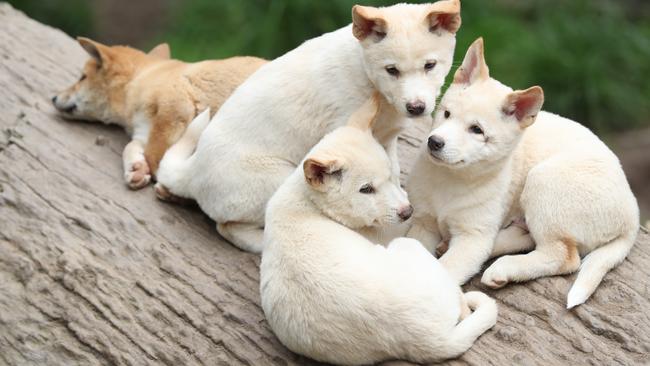 Gorge Wildlife Park, Cudlee Creek, South Australia has new Dingo pups. Pic Tait Schmaal.