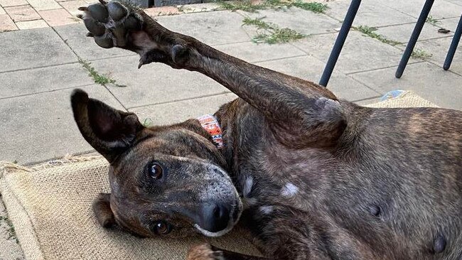 A Brisbane animal rescue organisation is seeking a forever home for Bindi the mixed-breed dog after she was saved from a sad life. Picture: Supplied