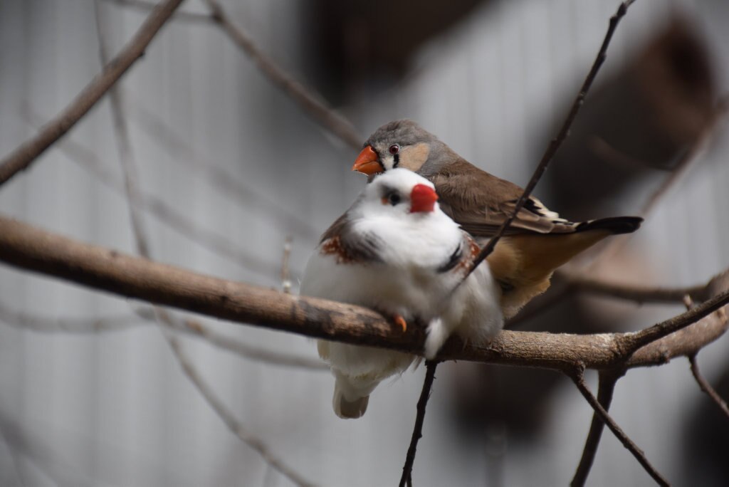 Getting up close with the birds at Maleny Botanic Gardens and Bird World. Picture: Mark Furler