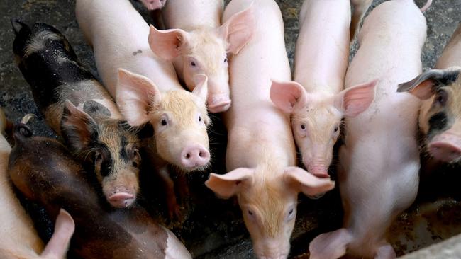 Hogs look on from their pen at a pig farm in Denpasar, Indonesia's Bali island on February 5, 2020. - Hundreds of pigs have died from African swine fever in Bali, marking the Indonesian holiday island's first recorded outbreak, authorities said February 5, after the illness claimed some 30,000 hogs in Sumatra. (Photo by SONNY TUMBELAKA / AFP)