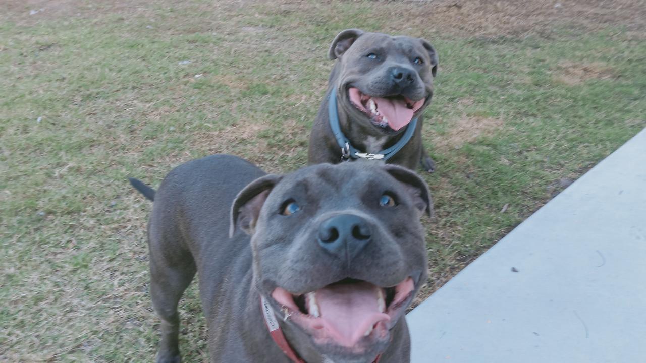 21/04/2020 - Arnold and Bentley celebrate their birthday after receiving their present and toys. Picture: Chris Atkins