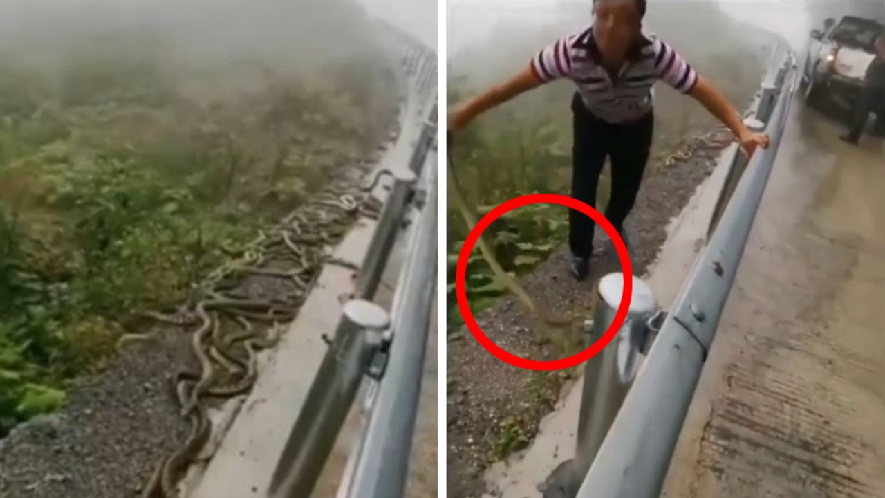 Videoclipul arată un bărbat care aruncă șerpi de pe drum