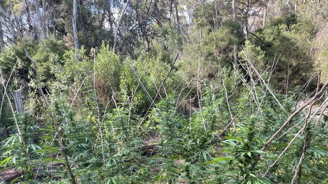 Cannabis seized by police as part of an operation on the Furneaux Islands. Pic: Tasmania Police