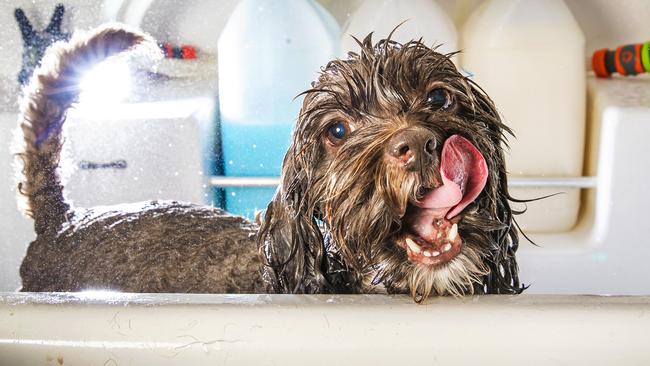 Charlie the 8-year-old Schihtzu x Toy Poodle. Picture: NIGEL HALLETT