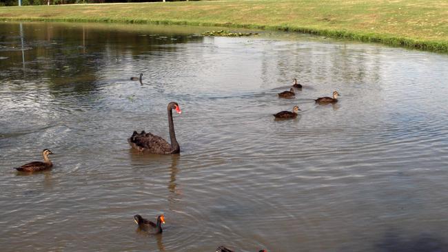 The duckpond at Pacific Pines Central park.