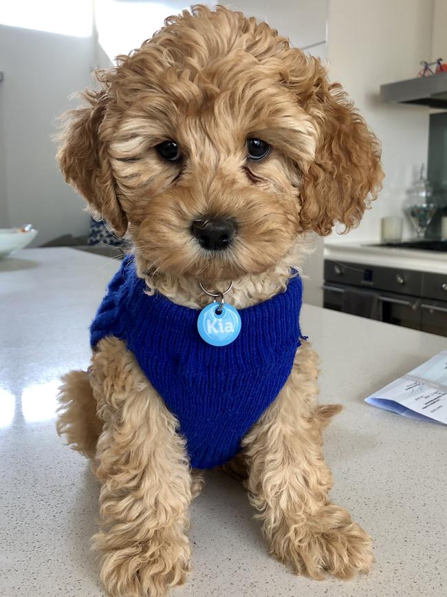 Kia the miniature labradoodle, sent in by Tracey Harper, Norwood.