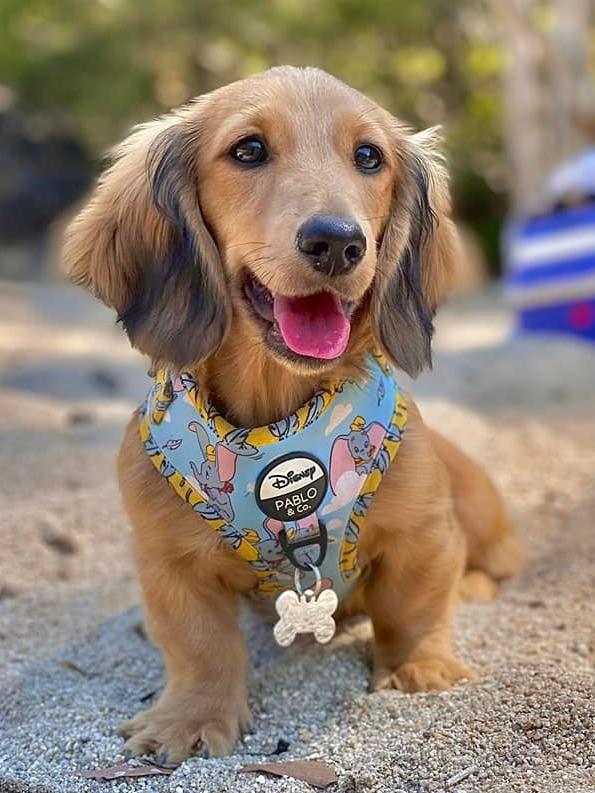 Rupert, Cairns Post Cutest Dogs nominee March 2022.