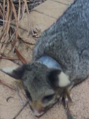 The possum was in a bad way when it was found with a plastic ring around its neck in sweltering conditions. Picture: Supplied