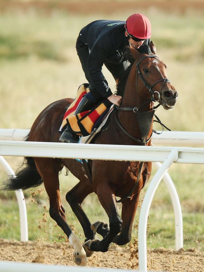 Johannes Vermeer gallops during the Werribee International Gallops at Werribee Racecourse on November 5. Picture: Michael Dodge/Getty Images