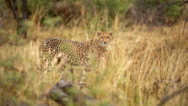 The cheetah settles into life at the Mziki Private Game Reserve.