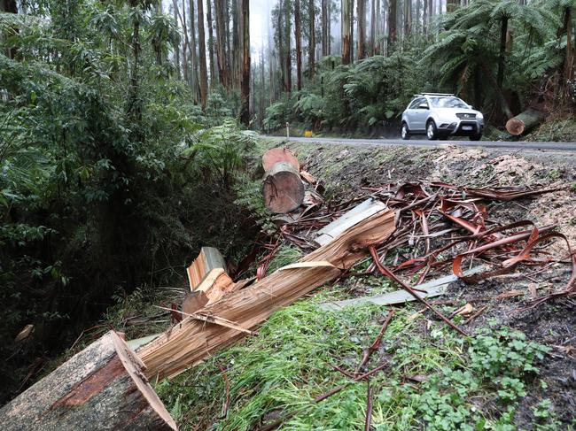 (correct tree) The scene where a fallen tree crushed a car on the Black Spur during wild weather in Victoria. Saturday, August 10, 2019. Picture: David Crosling