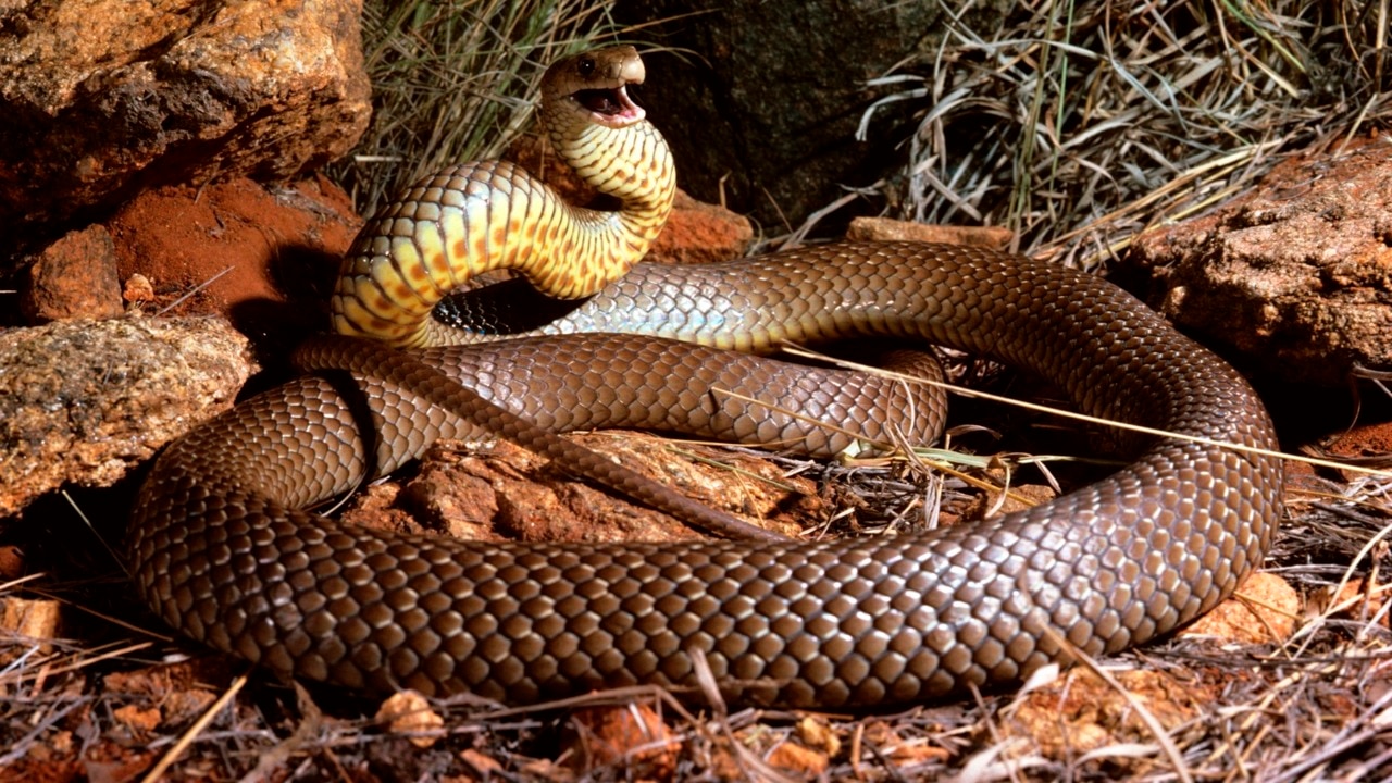 Snake catcher discovers brown snake infestation in Sunshine Coast roof