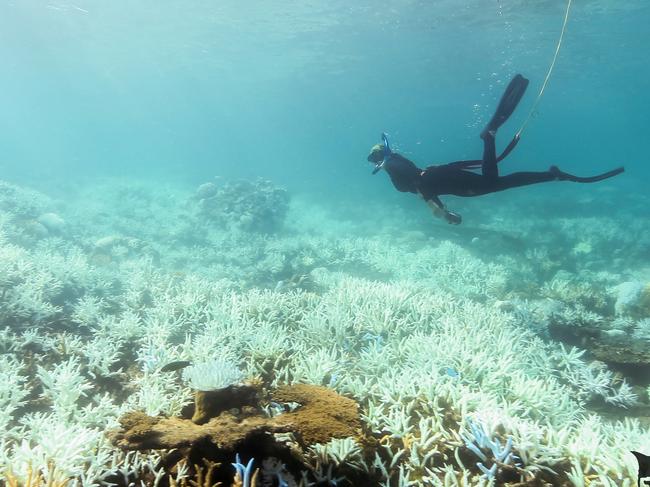 *EMBARGO JUNE 15 2023* Divers collecting samples for the Coral BioBank, part of the Forever Reef Project, to be stored in the Cairns Aquarium. Picture: Supplied