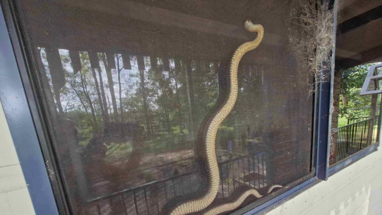 Rhonda Acworth had a near miss when she came face-to-face with an eastern brown snake scaling her fly screen at Glenwood.