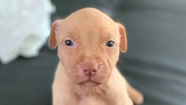 A two-month-old puppy has reportedly been euthanased. Photo: Facebook