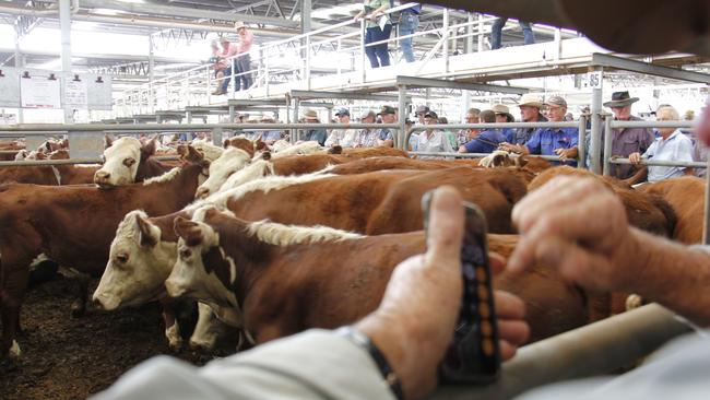 Halving Victoria’s $5 cattle transaction levy would save the average producer selling 300 head a year $750.