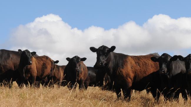 After a stunning season, producers are gearing up for the summer weaner calf sales across southern Australia. Picture: Fiona Myers.