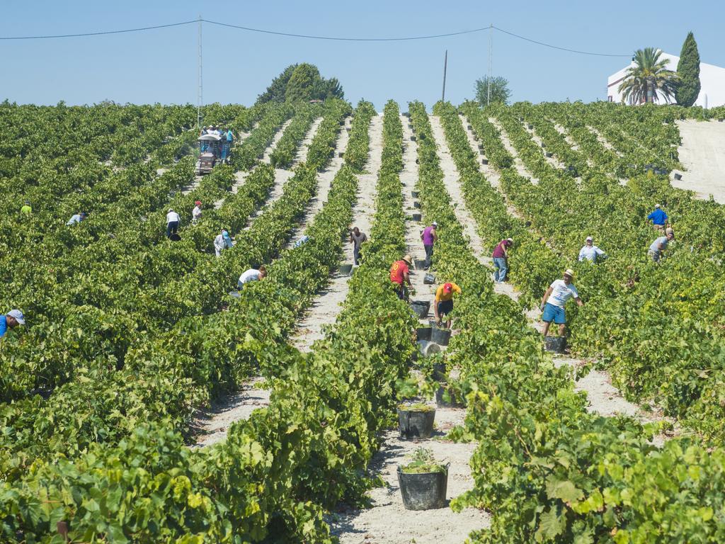 Fruit picking is popular among backpackers. Picture: Jane Armitstead