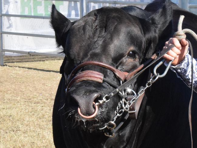 BEEF AUSTRALIA 21: cattle judging