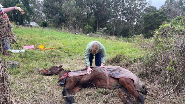 Rescuers were concerned the ex-racehorse might not withstand the operation to get it upright at Taree on Wednesday June 4, 2025 from a muddy paddock.