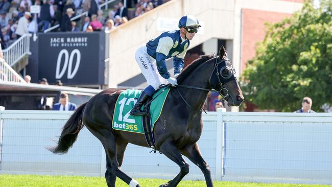 Interpretation took the last spot in the Cup field. Picture: George Sal–Racing Photos via Getty Images