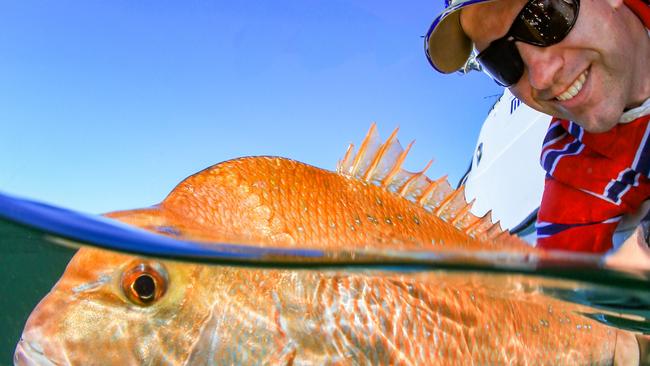 Snapper being released. Picture: Go fishing with Al McGlashan