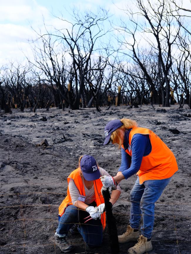 Alethea Gold helps in the repair of fences on Kangaroo Island after the devastating bushfires 2020. Picture: Josh Saacks