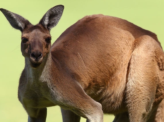 PERTH, AUSTRALIA - FEBRUARY 06:  A kangaroo looks on from the side of a fairway as players play practice rounds ahead of the 2018 ISPS HANDA World Super 6 at Lake Karrinyup Country Club on February 6, 2018 in Perth, Australia.  (Photo by Paul Kane/Getty Images)