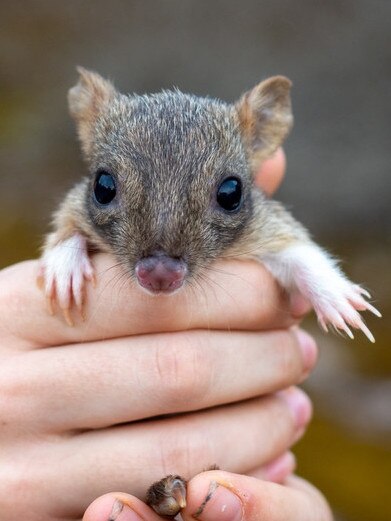 Brush-tailed bettongs, which were released at Dhilba Guuranda-Innes National Park on Yorke Peninsula, are now breeding. Picture: Dr. Raphael Eisenhofer