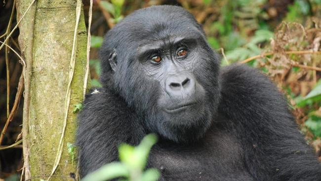 Searching for mountain gorillas in Uganda | escape.com.au