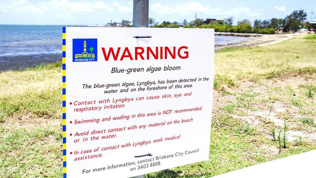 Blue-green algae bloom warning signs at The Esplanade, Manly last year. Picture: AAP Image/Richard Walker