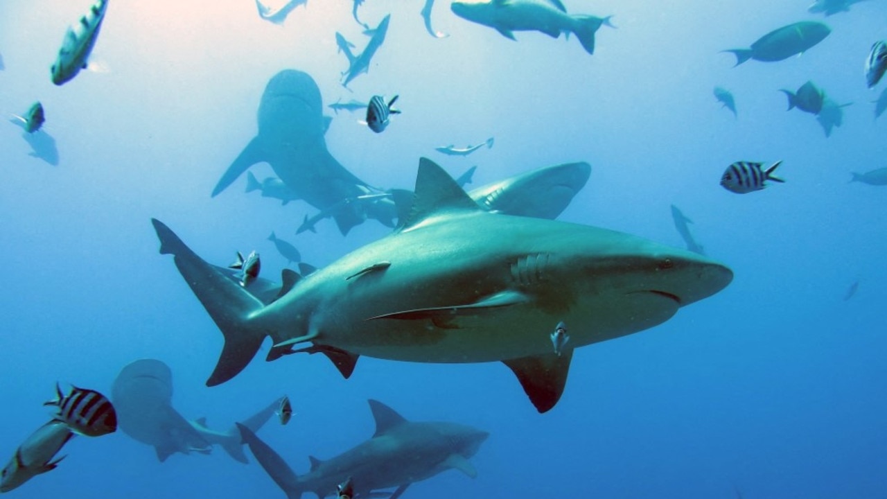 Western Australia: Warning after bull shark spotted one month after